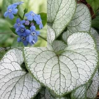 Бруннера крупнолистная Сильвер Харт/Brunnera macrophylla Silver Heart Р1,5