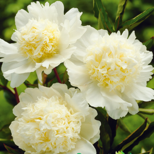Пион молочноцветковый Чарлиз Уайт/Paeonia lactiflora Charles White С3