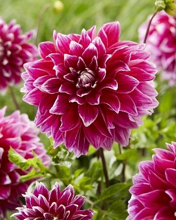 Георгина Анкл Би/Dahlia Uncle B С3