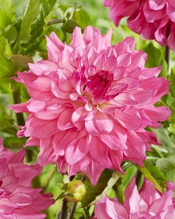 Георгина Лизз Баайдж/Dahlia Lizz Baaij С3