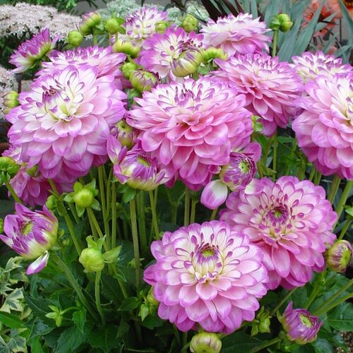 Георгина Мелоди Дикси/Dahlia Dixie Melody С3