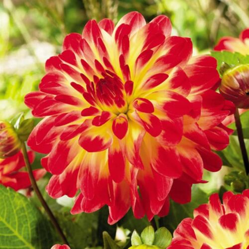 Георгина Сайт оф Саммер Роуз/Dahlia Sights of Summer С3