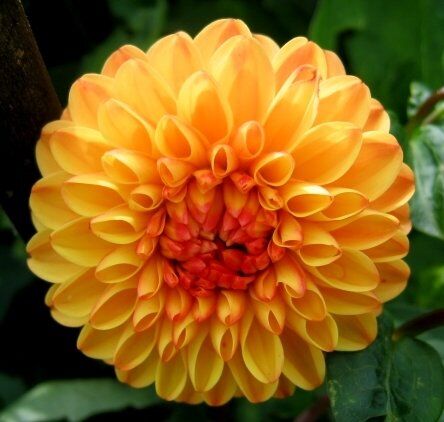 Георгина Сувенир д'Эт/Dahlia Souvenir d'Eté С3