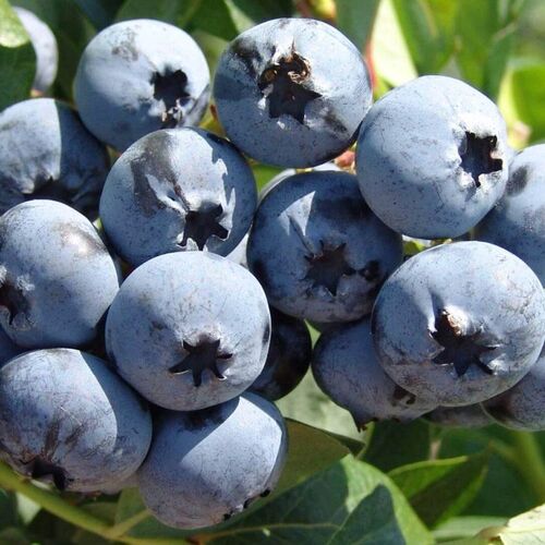 Голубика высокорослая Чандлер/Vaccinium corymbosum Chandler С3