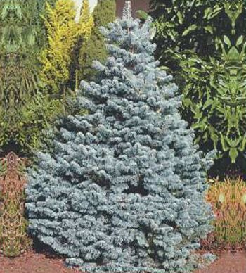 Пихта бальзамическая Аргентеа/Abies balsamea Argentea 60-70 С10