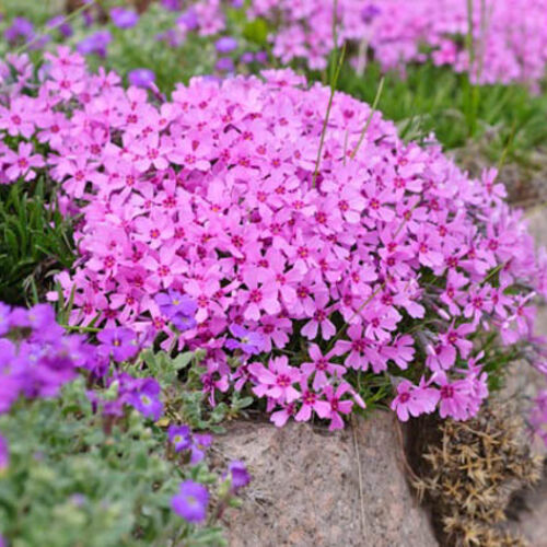 Флокс шиловидный (розовый)/Phlox subulata С3