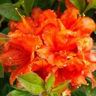 Рододендрон листопадный  Баккара/Rhododendron luteum Bakkara С3