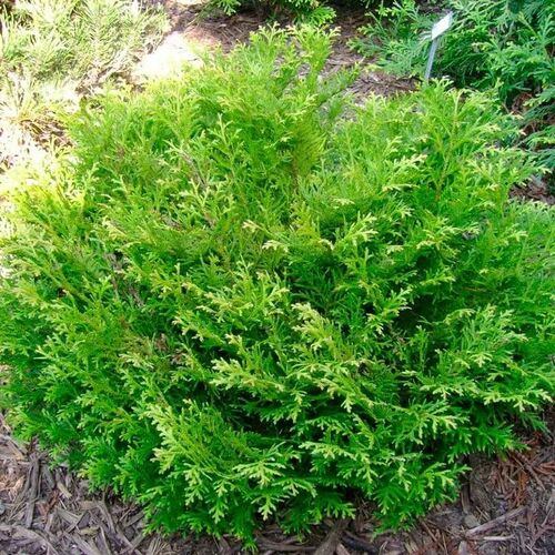 Туевик долотовидный Нана/Thujopsis dolabrata Nana 30-40 C3
