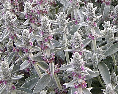 Чистец шерстистый/Stachys lanata С3