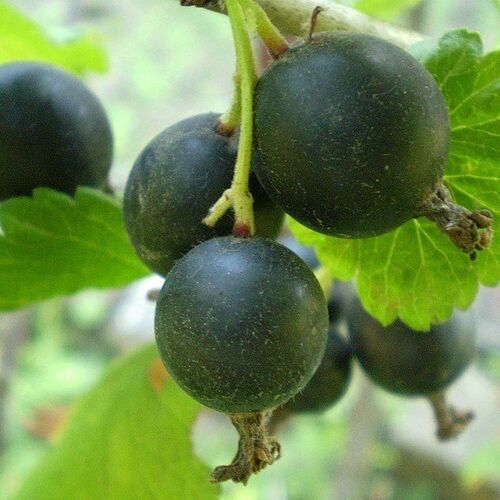 Йошта Йохини (гибрид смородины и крыжовника) С3