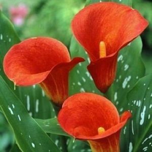Калла Реманни Манго/Calla rehmannii Mango Р2