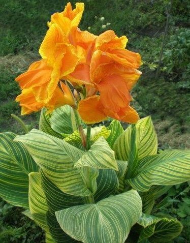 Канна пестролистная Претория/Canna variegated Pretoria