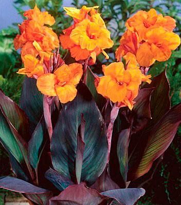 Канна пестролистная Вайоминг/Canna variegated Wyoming