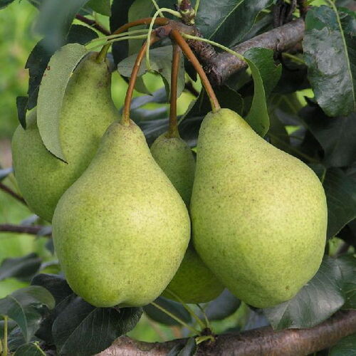 Груша Елена (зимняя) С7
