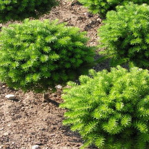 Пихта бальзамическая Нана/Abies balsamea Nana 20-30 С3