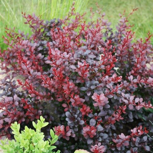 Барбарис Тунберга Атропурпуреа Нана/Berberis thunbergii Atropurpurea Nana 30-40 С5