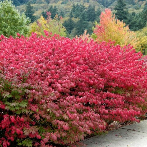 Бересклет крылатый Компактус/Euonymus alatus Compactus 40-50 C5