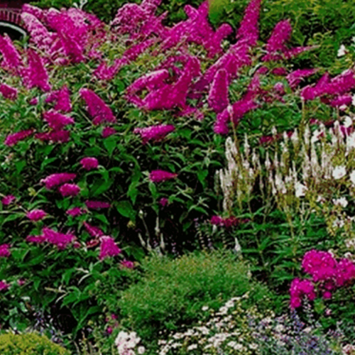 Буддлея Давида Роял Ред/Buddleja davidii Royal Red 40-60 С3