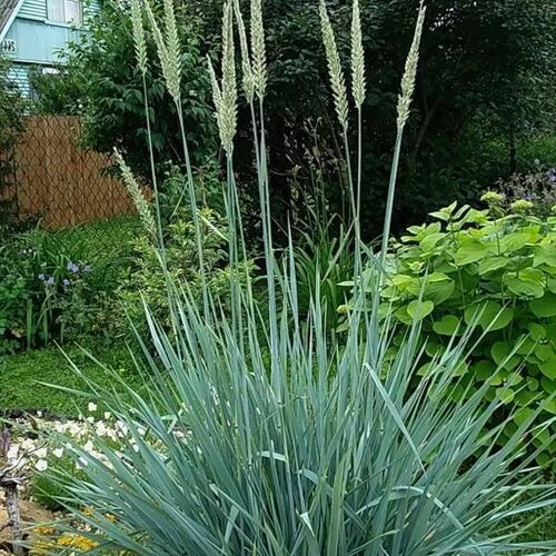 Элимус (колосняк) песчаный/Elymus arenarius P9