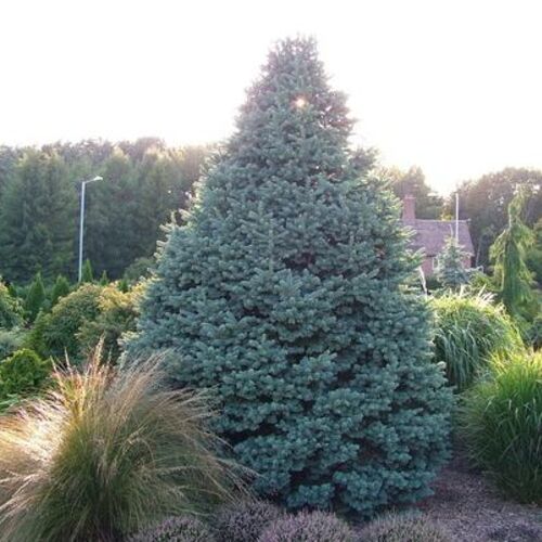 Пихта Субальпийская Компакта/Abies lasiocarpa Compacta 30-40 В