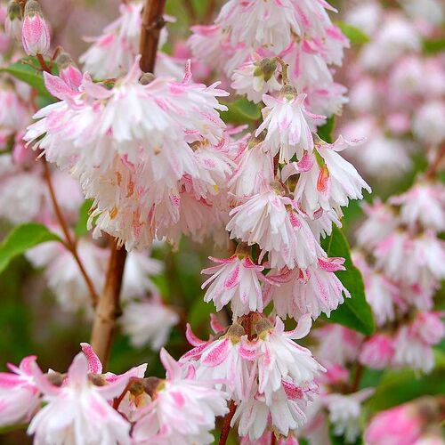 Дейция шершавая Плена/Deutzia scabra Plena 30-40 C3