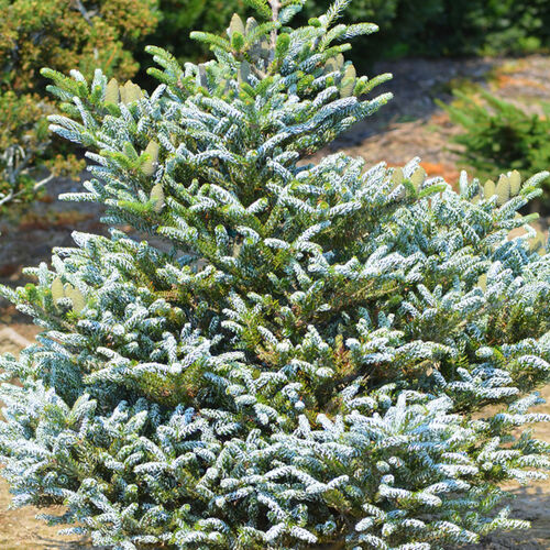 Пихта корейская Сильвер Шоу/Abies koreana Silver Show 30-40 С3