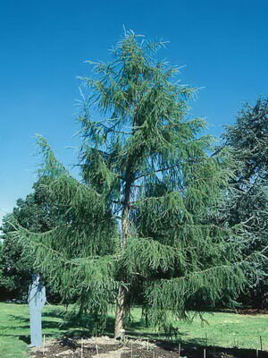 Лиственница Кэмпфера/Larix kaempferi 220-240 С50