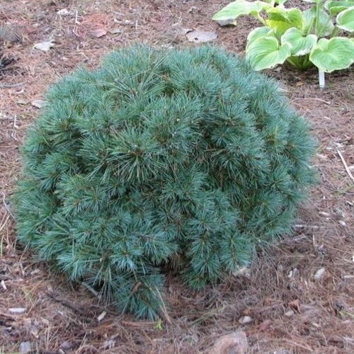 Сосна веймутова Блю Шэг/Pinus Strobus Blue Shag 20-30 С3
