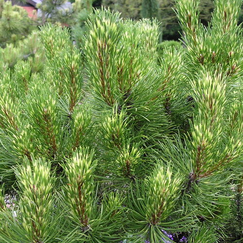 Сосна горная Лэйк-о-Лайк/Pinus mugo Lake-or-Like 20-25 C2