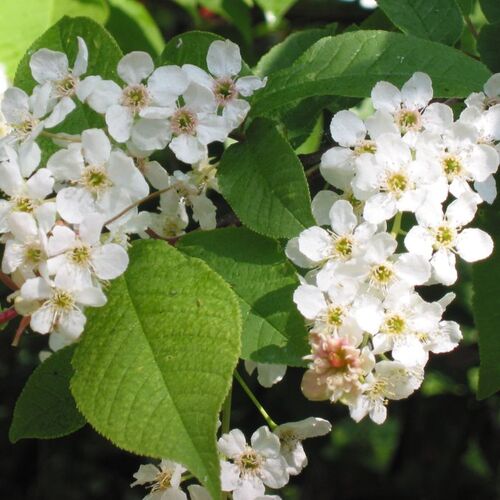 Черемуха обыкновенная/Prunus padus 60-80 C3