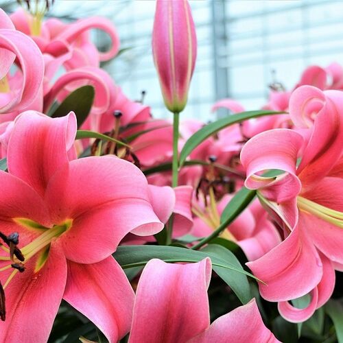 Лилия ОТ-гибрид Импрато/Lilium Imprato P2