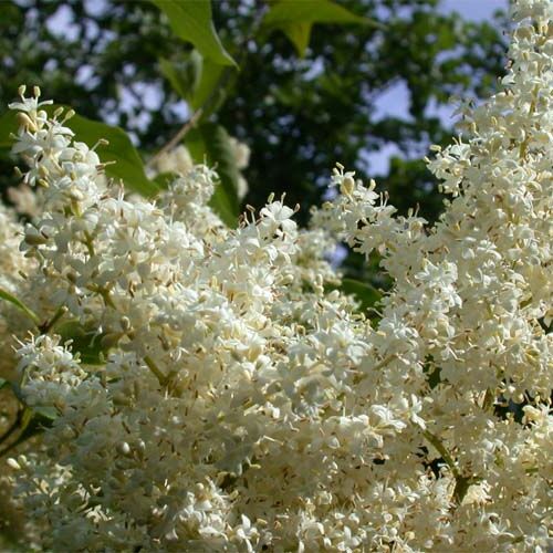 Сирень японская белая/Syringa japonica