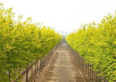 Вяз приземистый Ауреа/Ulmus pumila Aurea 70-80 C7