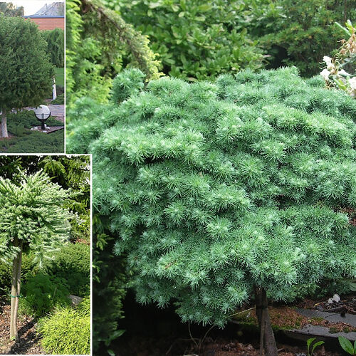 Лиственница Кэмпфера Блю Дварф/Larix kaempferi Blue Dwarf 20-30 С2