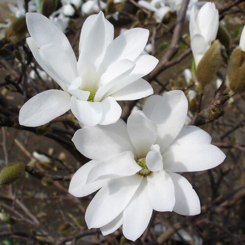 Магнолия звездчатая Роял Стар/Magnolia stellata Royal Star С3