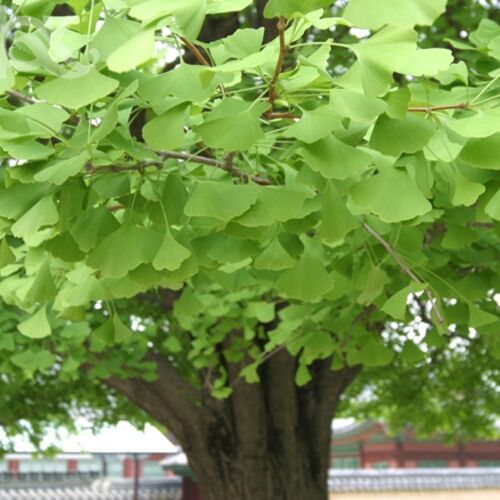 Гинкго двулопастный/Ginkgo biloba 100-120 С7,5
