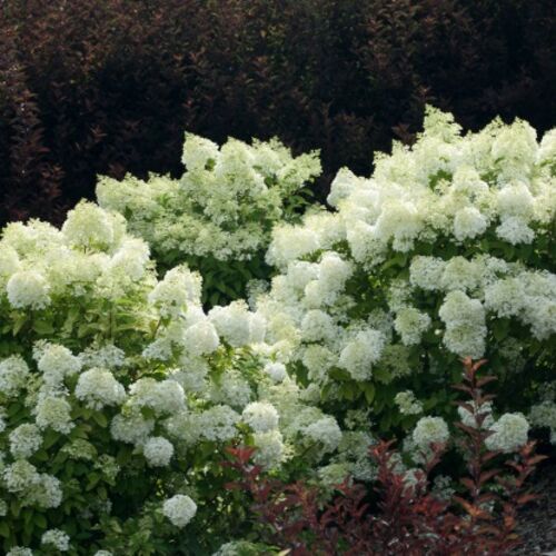 Гортензия метельчатая Бобо/Hydrangea paniculata Bobo 40-60 С7,5 СП