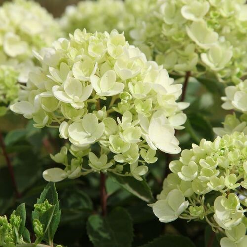 Гортензия метельчатая Бомбшел/Hydrangea paniculata Bombshel 40-60 С5