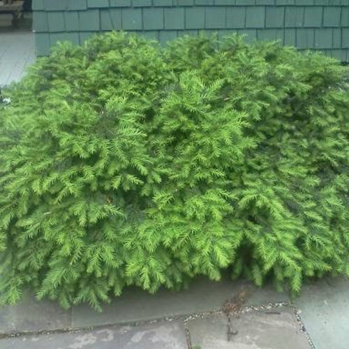Тис ягодный Репанденс/Taxus baccata Repandens 40-50 С5