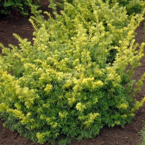 Тис ягодный Семперауреа/Taxus baccata Semperaurea 30-40 С3