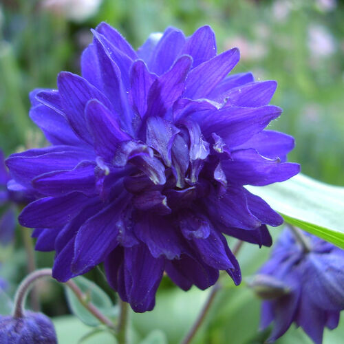 Аквилегия махровая Барлоу Блю/Aquilegia vulgaris Blue Barlow С2