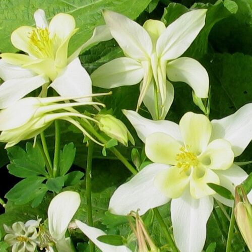 Аквилегия вееровидная Джевел Вайт/Aquilegia flabellata Jewel White