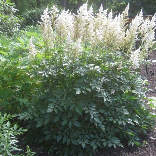 Астильба Арендса Сноудрифт/Astilbe arendsii Snowdrift С2