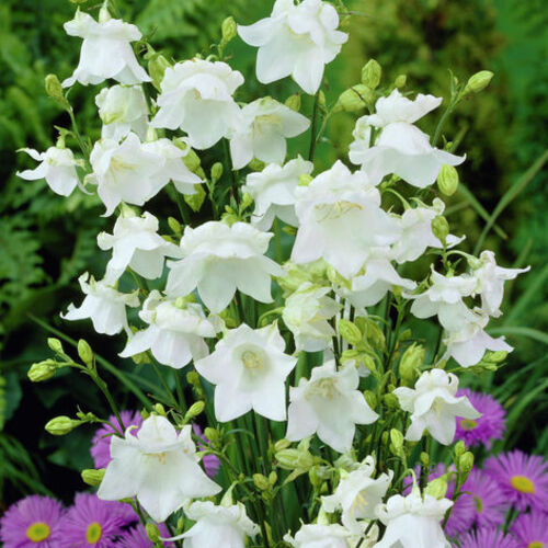 Колокольчик персиколистный Альба/Campanula persicifolia Alba