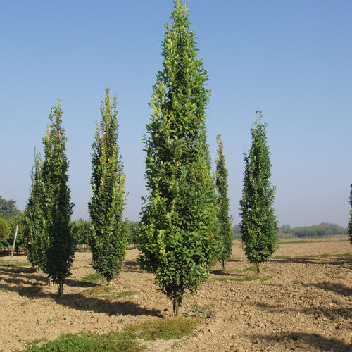 Дуб черешчатый Пирамидалис Пунктата/Quercus robur Pyramidalis Punctata 100-120 С10