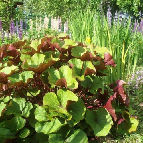 Бузульник гибридный/Ligularia hybridum С2