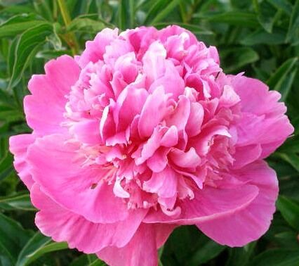 Пион молочноцветковый Эдулс Суперба/Paeonia lactiflora Edulis Superba С3