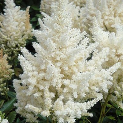 Астильба Арендса Хэппи Дэй /Astilbe arendsii Happy Day С3