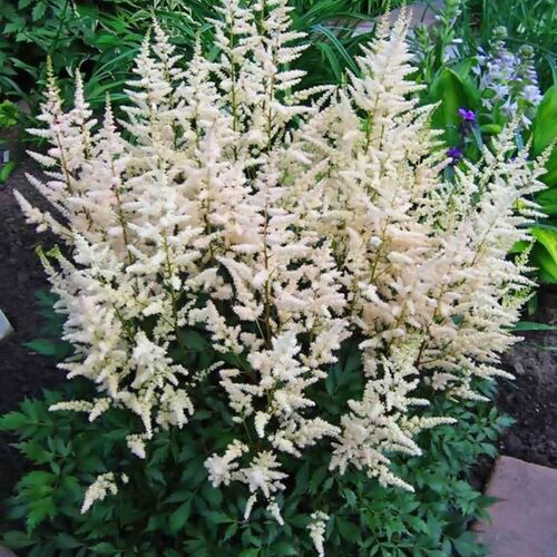 Астильба Арендса Бумальда /Astilbe arendsii Bumalda P1.5