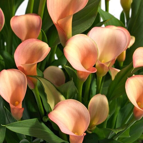 Калла Реманни Корал Пашшн /Calla rehmannii Coral Passion P2